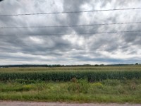 Sorghum Fields in Wisconsin