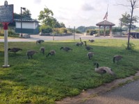 Canada Geese