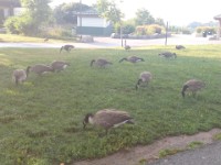 Canada Geese