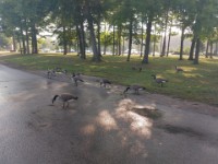 Canada Geese