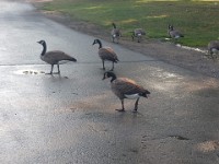 Canada Geese