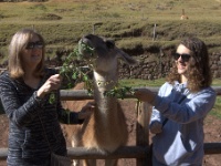 Llama Farm Outside Cusco