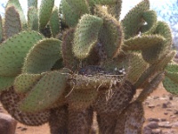 Lava Cactus on Seymour