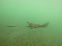 Spotted Eagle Ray at Tunnels