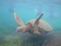 Sea Turtle at Tunnels