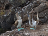 Blue-Footed Boobies at Tunnels