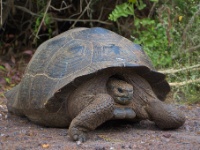 Tortoise on Isabela Island