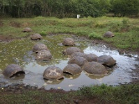 Galapagos Tortoises on Santa Cruz Island