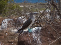 Blue-Footed Booby on Seymour Island