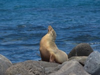 Sea Lion on Seymour Island