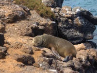 Sea Lion on Seymour Island