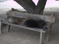 Sea Lions on Isabela Island