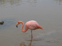 Flamingo on Isabela Island
