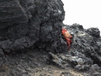Crab on Tintereros Islet