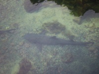 White Tip Shark on Tintereros Islet