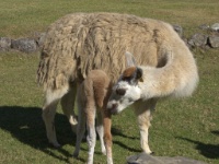 Baby Llama Nursing