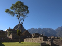 Solitary Tree at Machu Picchu