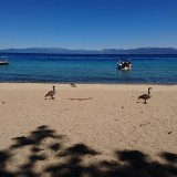 Geese on Beach