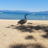 Goose on Beach