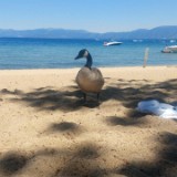 Goose on Beach