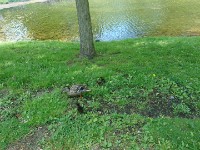Ducks in Park