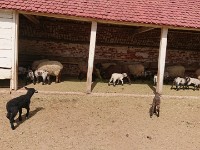 DSC 0167