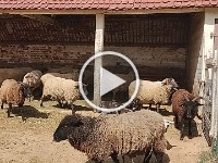 VID 20250331 150511434