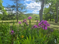 Perennials on Grounds