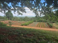 Veg Graden