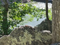 Lizard on Rock