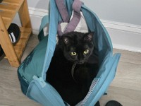 Jiji in Shopping Bag
