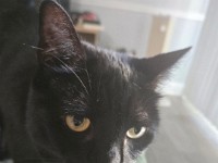 Jiji