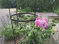 Roses & Lavender