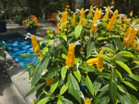 Greenhouse Plants