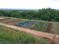 Veg Garden