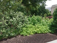 Arboretum