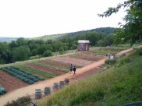 Veg Garden