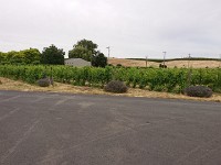 DSC 0298