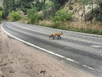 Why did the fox cross the road