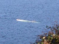 20201031 114322  Oops! A sunken boat off Maury Island